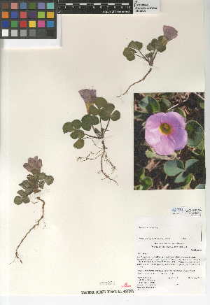  (Oxalis purpurea - CCDB-24946-G10)  @11 [ ] CreativeCommons - Attribution Non-Commercial Share-Alike (2015) SDNHM San Diego Natural History Museum