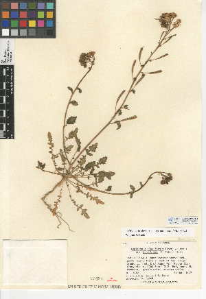  (Chylismia claviformis subsp. aurantiaca - CCDB-24946-H01)  @11 [ ] CreativeCommons - Attribution Non-Commercial Share-Alike (2015) SDNHM San Diego Natural History Museum