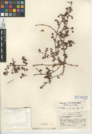  (Chorizanthe procumbens - CCDB-24948-A08)  @11 [ ] CreativeCommons - Attribution Non-Commercial Share-Alike (2015) SDNHM San Diego Natural History Museum