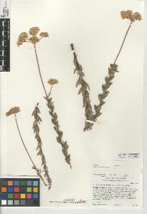  (Eriogonum fasciculatum var. foliolosum - CCDB-24948-A10)  @11 [ ] CreativeCommons - Attribution Non-Commercial Share-Alike (2015) SDNHM San Diego Natural History Museum