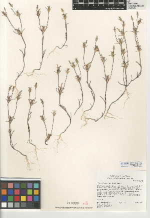  (Linanthus bigelovii - CCDB-24948-B04)  @11 [ ] CreativeCommons - Attribution Non-Commercial Share-Alike (2015) SDNHM San Diego Natural History Museum