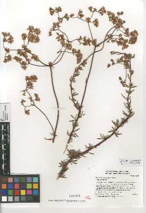  (Eriogonum fasciculatum var. fasciculatum - CCDB-24948-B10)  @11 [ ] CreativeCommons - Attribution Non-Commercial Share-Alike (2015) SDNHM San Diego Natural History Museum