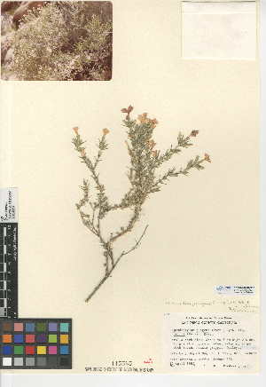  (Linanthus pungens - CCDB-24948-C05)  @11 [ ] CreativeCommons - Attribution Non-Commercial Share-Alike (2015) SDNHM San Diego Natural History Museum