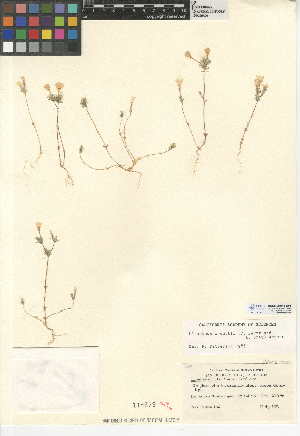  (Linanthus orcuttii - CCDB-24948-D05)  @11 [ ] CreativeCommons - Attribution Non-Commercial Share-Alike (2015) SDNHM San Diego Natural History Museum