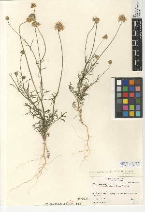  (Gilia achilleifolia subsp. abrotanifolia - CCDB-24948-E01)  @11 [ ] CreativeCommons - Attribution Non-Commercial Share-Alike (2015) SDNHM San Diego Natural History Museum