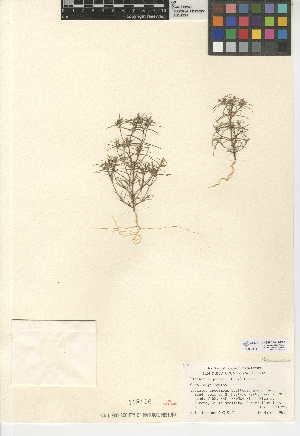  (Linanthus jonesii - CCDB-24948-E05)  @11 [ ] CreativeCommons - Attribution Non-Commercial Share-Alike (2015) SDNHM San Diego Natural History Museum
