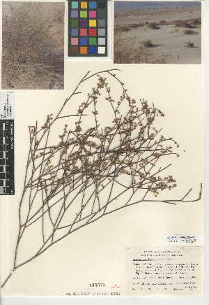  (Eriogonum deserticola - CCDB-24948-E10)  @11 [ ] CreativeCommons - Attribution Non-Commercial Share-Alike (2015) SDNHM San Diego Natural History Museum