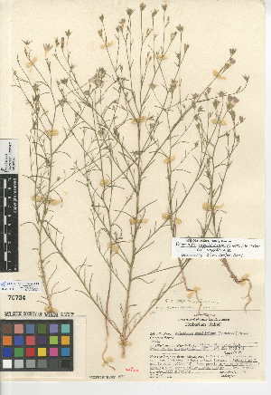  (Eriastrum sapphirinum subsp. sapphirinum - CCDB-24948-F01)  @11 [ ] CreativeCommons - Attribution Non-Commercial Share-Alike (2015) SDNHM San Diego Natural History Museum