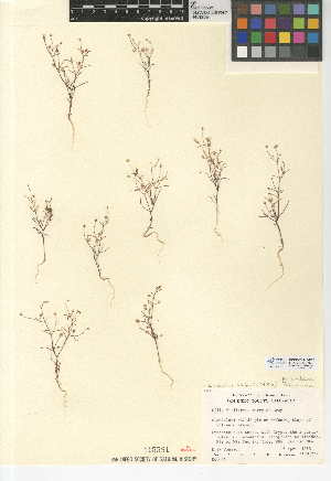  (Linanthus filiformis - CCDB-24948-F05)  @11 [ ] CreativeCommons - Attribution Non-Commercial Share-Alike (2015) SDNHM San Diego Natural History Museum