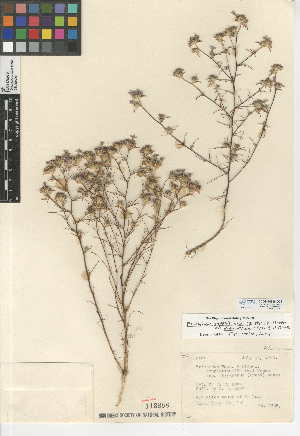  (Eriastrum sapphirinum - CCDB-24948-G01)  @11 [ ] CreativeCommons - Attribution Non-Commercial Share-Alike (2015) SDNHM San Diego Natural History Museum