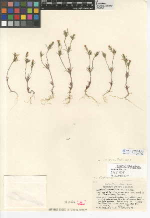  (Linanthus dichotomus - CCDB-24948-G05)  @11 [ ] CreativeCommons - Attribution Non-Commercial Share-Alike (2015) SDNHM San Diego Natural History Museum