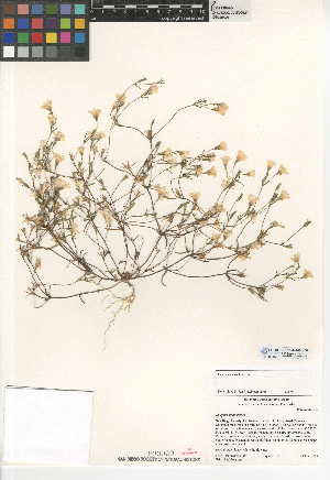  (Linanthus dianthiflorus - CCDB-24948-H05)  @11 [ ] CreativeCommons - Attribution Non-Commercial Share-Alike (2015) SDNHM San Diego Natural History Museum