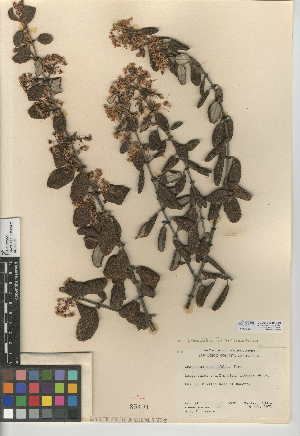  (Ceanothus crassifolius var. crassifolius - CCDB-24949-C10)  @11 [ ] CreativeCommons - Attribution Non-Commercial Share-Alike (2015) SDNHM San Diego Natural History Museum