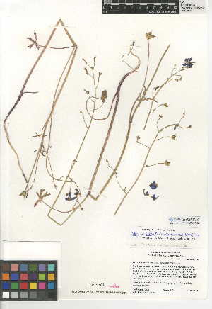  (Delphinium patens subsp. montanum - CCDB-24949-E08)  @11 [ ] CreativeCommons - Attribution Non-Commercial Share-Alike (2015) SDNHM San Diego Natural History Museum