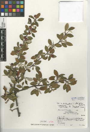  (Cotoneaster franchetii - CCDB-24950-A02)  @11 [ ] CreativeCommons - Attribution Non-Commercial Share-Alike (2015) SDNHM San Diego Natural History Museum