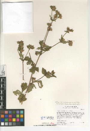  (Drymocallis glandulosa var. wrangelliana - CCDB-24950-C03)  @11 [ ] CreativeCommons - Attribution Non-Commercial Share-Alike (2015) SDNHM San Diego Natural History Museum