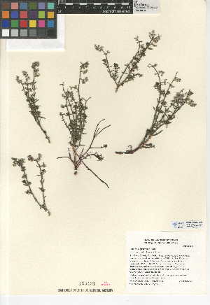  (Galium angustifolium subsp. nudicaule - CCDB-24950-C09)  @11 [ ] CreativeCommons - Attribution Non-Commercial Share-Alike (2015) SDNHM San Diego Natural History Museum