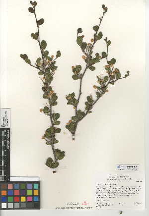 (Cercocarpus minutiflorus - CCDB-24950-D02)  @11 [ ] CreativeCommons - Attribution Non-Commercial Share-Alike (2015) SDNHM San Diego Natural History Museum