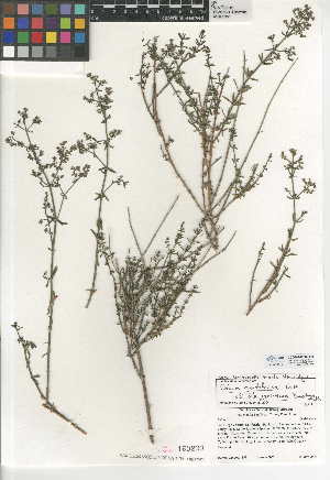  (Galium angustifolium subsp. jacinticum - CCDB-24950-D09)  @11 [ ] CreativeCommons - Attribution Non-Commercial Share-Alike (2015) SDNHM San Diego Natural History Museum