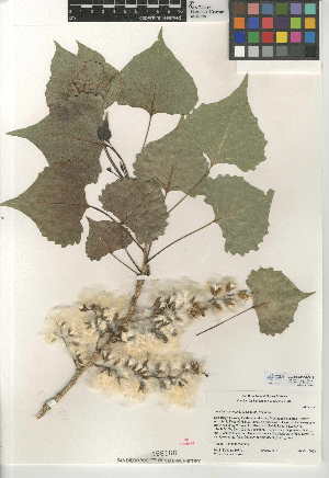  (Populus fremontii subsp. fremontii - CCDB-24950-D11)  @11 [ ] CreativeCommons - Attribution Non-Commercial Share-Alike (2015) SDNHM San Diego Natural History Museum
