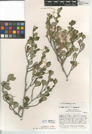  (Cercocarpus betuloides - CCDB-24950-E02)  @11 [ ] CreativeCommons - Attribution Non-Commercial Share-Alike (2015) SDNHM San Diego Natural History Museum