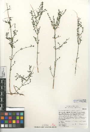  (Galium angustifolium subsp. gracillimum - CCDB-24950-E09)  @11 [ ] CreativeCommons - Attribution Non-Commercial Share-Alike (2015) SDNHM San Diego Natural History Museum