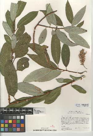  (Salix lasiandra var. lasiandra - CCDB-24950-E12)  @11 [ ] CreativeCommons - Attribution Non-Commercial Share-Alike (2015) SDNHM San Diego Natural History Museum
