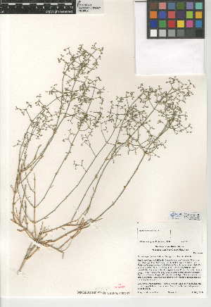  (Galium angustifolium subsp. borregoense - CCDB-24950-F09)  @11 [ ] CreativeCommons - Attribution Non-Commercial Share-Alike (2015) SDNHM San Diego Natural History Museum
