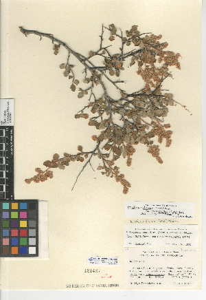  (Holodiscus discolor var. microphyllus - CCDB-24950-G04)  @11 [ ] CreativeCommons - Attribution Non-Commercial Share-Alike (2015) SDNHM San Diego Natural History Museum