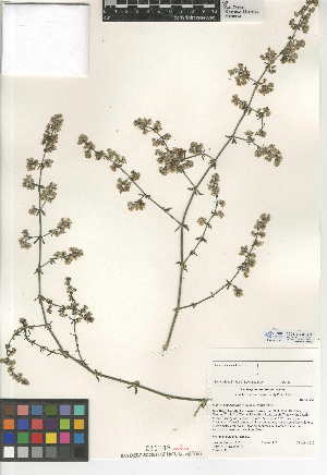  (Galium angustifolium subsp. angustifolium - CCDB-24950-G09)  @11 [ ] CreativeCommons - Attribution Non-Commercial Share-Alike (2015) SDNHM San Diego Natural History Museum