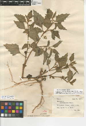  (Solanum physalifolium var. nitidibaccatum - CCDB-24951-G09)  @11 [ ] CreativeCommons - Attribution Non-Commercial Share-Alike (2015) SDNHM San Diego Natural History Museum
