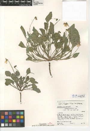  (Viola purpurea subsp. purpurea - CCDB-24952-B07)  @11 [ ] CreativeCommons - Attribution Non-Commercial Share-Alike (2015) SDNHM San Diego Natural History Museum