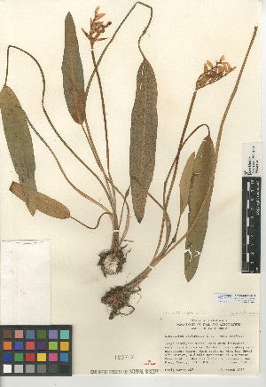  (Aponogetonaceae - CCDB-24952-B11)  @11 [ ] CreativeCommons - Attribution Non-Commercial Share-Alike (2015) SDNHM San Diego Natural History Museum