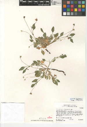  (Viola pinetorum subsp. pinetorum - CCDB-24952-D07)  @11 [ ] CreativeCommons - Attribution Non-Commercial Share-Alike (2015) SDNHM San Diego Natural History Museum