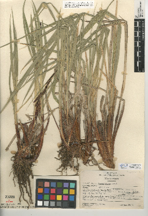  (Carex senta - CCDB-24953-A04)  @11 [ ] CreativeCommons - Attribution Non-Commercial Share-Alike (2015) SDNHM San Diego Natural History Museum