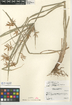  (Cyperus esculentus - CCDB-24953-A05)  @11 [ ] CreativeCommons - Attribution Non-Commercial Share-Alike (2015) SDNHM San Diego Natural History Museum