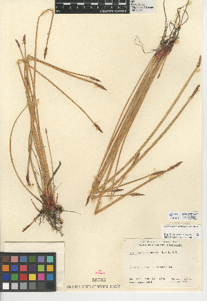  (Eleocharis macrostachya - CCDB-24953-A07)  @11 [ ] CreativeCommons - Attribution Non-Commercial Share-Alike (2015) SDNHM San Diego Natural History Museum