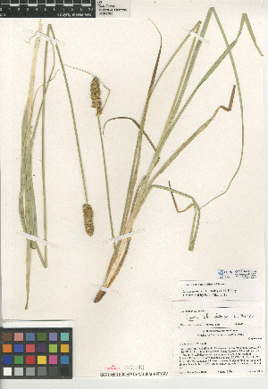  (Carex densa - CCDB-24953-C03)  @11 [ ] CreativeCommons - Attribution Non-Commercial Share-Alike (2015) SDNHM San Diego Natural History Museum