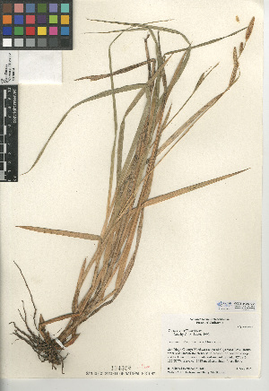  (Carex sartwelliana - CCDB-24953-C04)  @11 [ ] CreativeCommons - Attribution Non-Commercial Share-Alike (2015) SDNHM San Diego Natural History Museum