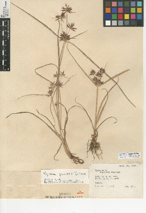  (Cyperus parishii - CCDB-24953-C06)  @11 [ ] CreativeCommons - Attribution Non-Commercial Share-Alike (2015) SDNHM San Diego Natural History Museum