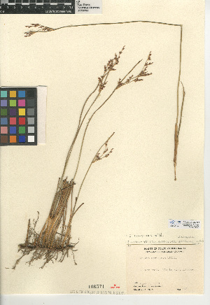  (Juncus mexicanus - CCDB-24953-C12)  @11 [ ] CreativeCommons - Attribution Non-Commercial Share-Alike (2015) SDNHM San Diego Natural History Museum
