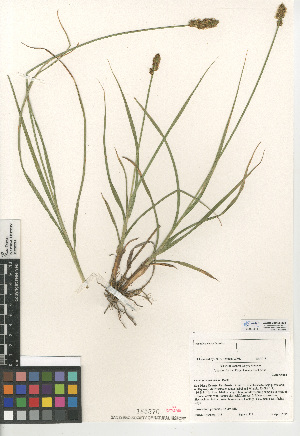  (Carex praegracilis - CCDB-24953-D04)  @11 [ ] CreativeCommons - Attribution Non-Commercial Share-Alike (2015) SDNHM San Diego Natural History Museum