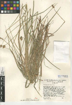  (Carex athrostachya - CCDB-24953-E03)  @11 [ ] CreativeCommons - Attribution Non-Commercial Share-Alike (2015) SDNHM San Diego Natural History Museum