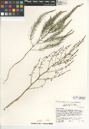  (Asparagus officinalis subsp. officinalis - CCDB-24953-F02)  @11 [ ] CreativeCommons - Attribution Non-Commercial Share-Alike (2015) SDNHM San Diego Natural History Museum