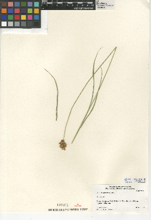  (Carex multicostata - CCDB-24953-F04)  @11 [ ] CreativeCommons - Attribution Non-Commercial Share-Alike (2015) SDNHM San Diego Natural History Museum