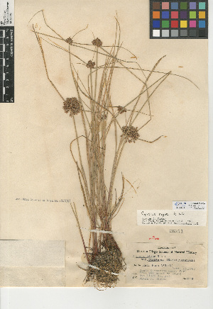  (Cyperus niger - CCDB-24953-F06)  @11 [ ] CreativeCommons - Attribution Non-Commercial Share-Alike (2015) SDNHM San Diego Natural History Museum