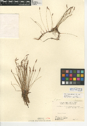  (Eleocharis parishii - CCDB-24953-F08)  @11 [ ] CreativeCommons - Attribution Non-Commercial Share-Alike (2015) SDNHM San Diego Natural History Museum