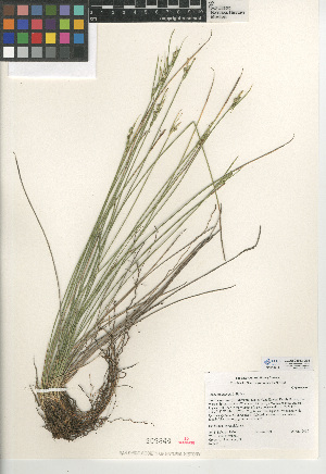 (Carex multicaulis - CCDB-24953-G04)  @11 [ ] CreativeCommons - Attribution Non-Commercial Share-Alike (2015) SDNHM San Diego Natural History Museum