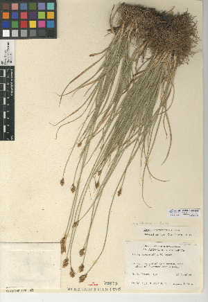  (Carex subfusca - CCDB-24953-G05)  @11 [ ] CreativeCommons - Attribution Non-Commercial Share-Alike (2015) SDNHM San Diego Natural History Museum