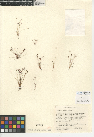  (Juncus triformis - CCDB-24954-A01)  @11 [ ] CreativeCommons - Attribution Non-Commercial Share-Alike (2015) SDNHM San Diego Natural History Museum